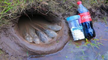 pescar con coca cola
