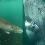 animales mas longevos