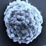 fotosintesis plantas