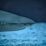 curiosidades tiburon