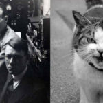 experimento con gatos