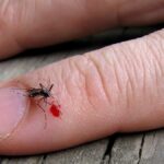 por que los mosquitos beben sangre humana
