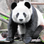 origen de los pandas