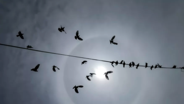 porque las aves sobreviven a los tendidos electricos