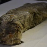 leon extinto encontrado en siberia