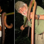 el gusano mas largo del mundo