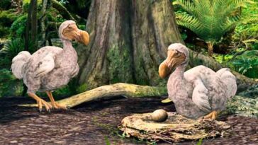 extinción del dodo