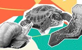 transexualidad en animales