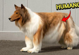 hombre se disfraza de perro